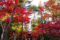 【埼玉県新座市】平林寺は、紅葉の名所の名に恥じない